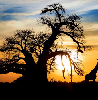 РУАНДА 2025 / УНИКАЛНО ДЖИП САФАРИ СРЕД ГОРИЛИ, ШИМПАНЗЕТА И ГОЛЯМАТА ПЕТОРКА (ЛЪВ, ЛЕОПАРД, СЛОН, БИВОЛ И НОСОРОГ) - LUXURY EXPERIENCE / ПРОГРАМА 8 НОЩУВКИ, 9 ДНИ