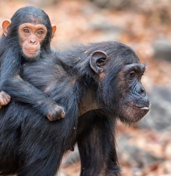 РУАНДА 2025 / ДЖИП САФАРИ СРЕД ШИМПАНЗЕТА, ГОРИЛИ И НАЦИОНАЛЕН ПАРК АКАГЕРА (BIG 5) - ПРОГРАМА 8 НОЩУВКИ, 9 ДНИ