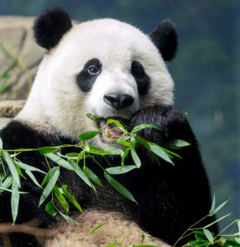 ОТ ПАНДИТЕ ДО ШАНХАЙ - ЛУКСОЗЕН КРУИЗ СРЕД ЧУДЕСАТА НА КИТАЙ / ПРОГРАМА С 11 НОЩУВКИ, 13 ДНИ / ДАТИ: 14.05.2026 - 27.05.2026