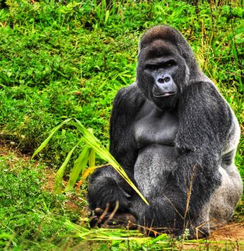 РУАНДА 2025 / ДЖИП САФАРИ СРЕД ШИМПАНЗЕТА И ГОРИЛИ - УНИКАЛНО ПРЕЖИВЯВАНЕ / ПРОГРАМА 6 НОЩУВКИ, 7 ДНИ