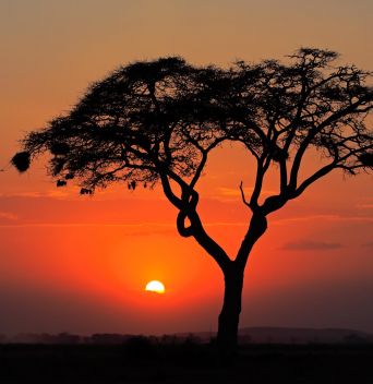 НОВА ГОДИНА 2026 В РУАНДА / ДЖИП САФАРИ СРЕД ШИМПАНЗЕТА И ГОРИЛИ - УНИКАЛНО ПРЕЖИВЯВАНЕ / ПРОГРАМА 6 НОЩУВКИ, 7 ДНИ / 27.12.2025 - 02.01.2026